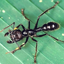 the bullet ant has a very painful bite